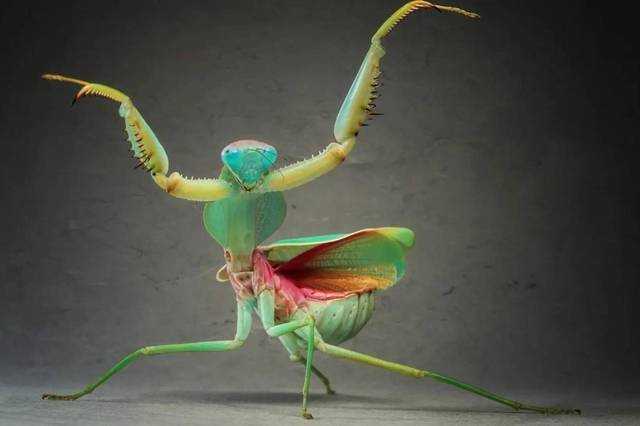 残忍的精灵：螳螂手持双刀，身披锦缎，是不走寻常路的顶级猎食者