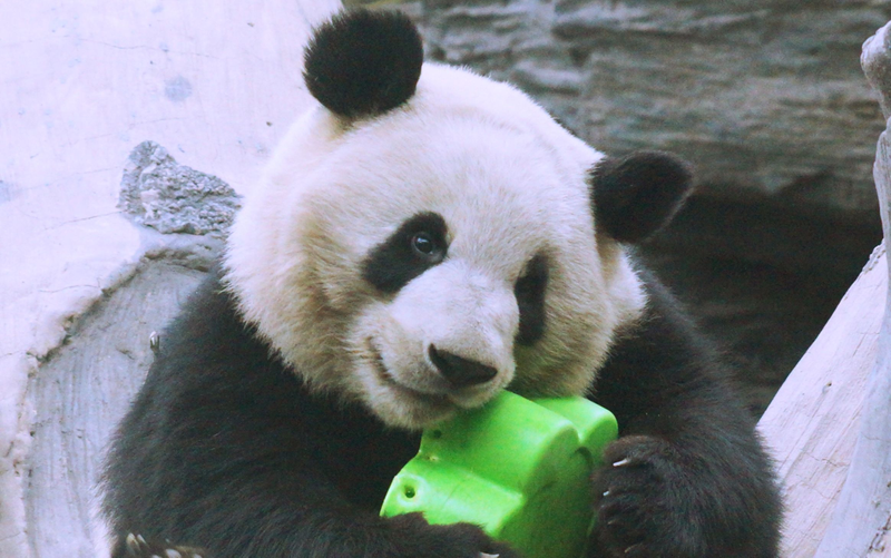 大熊猫萌兰有孩子吗 萌兰在哪个动物园
