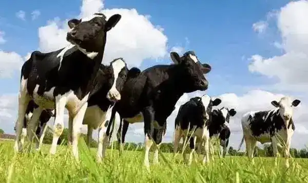 奶牛是一直产奶还是只有产后有奶（奶牛不怀孕就能产奶吗）