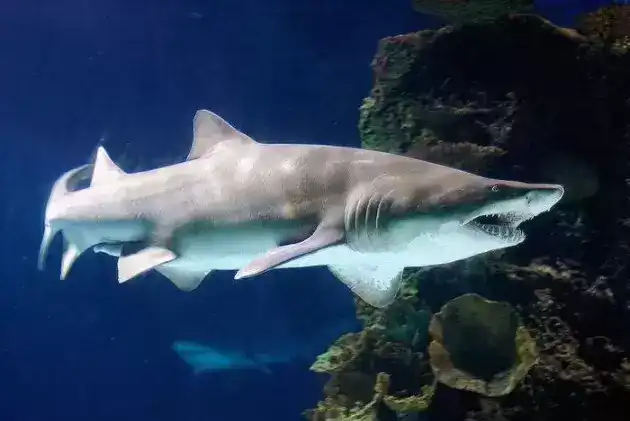 最厉害的鲨鱼有哪些（世界上十大最强鲨鱼排名）
