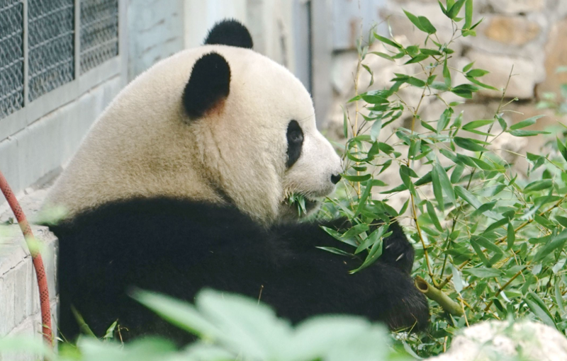 大熊猫萌兰在哪个动物园 大熊猫萌兰和花花是什么关系