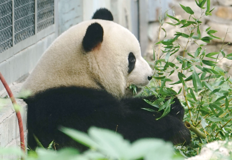 大熊猫萌兰没有生育能力吗 萌兰为什么叫战五渣