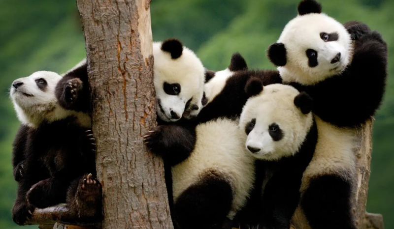 大熊猫被认养是好事吗 有多少只熊猫被认养了
