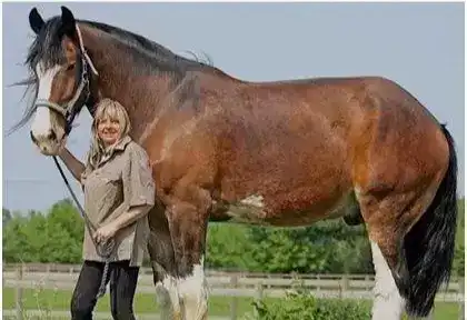 世界上最大的马有多大？是什么品种？