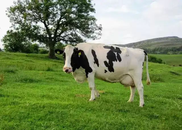 奶牛是一直产奶还是只有产后有奶（奶牛不怀孕就能产奶吗）