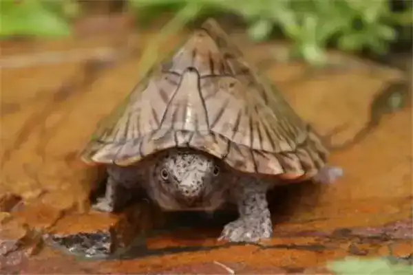 世界上最厉害的乌龟是什么乌龟（世界上最强的乌龟排名）