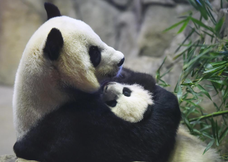 大熊猫美香什么时候回国 大熊猫美香现在怎么样了