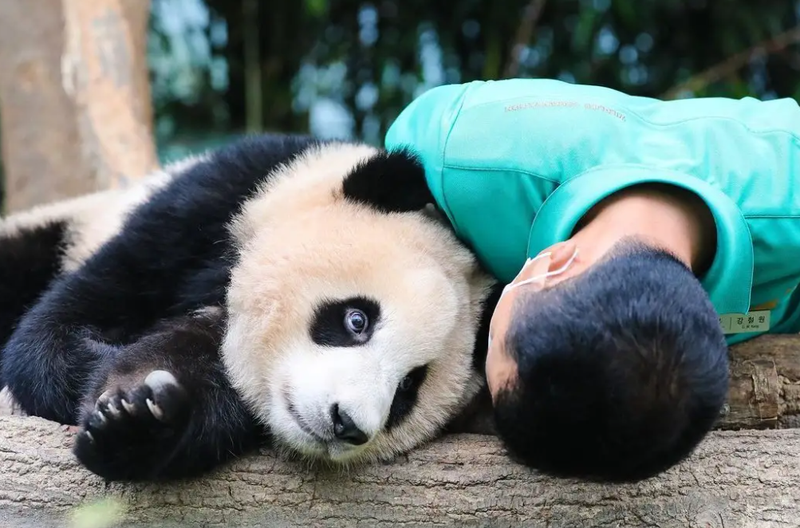 大熊猫福宝在韩国哪个动物园 大熊猫福宝回国后去哪