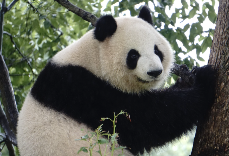 大熊猫高高放生了几次 大熊猫高高的奇妙经历