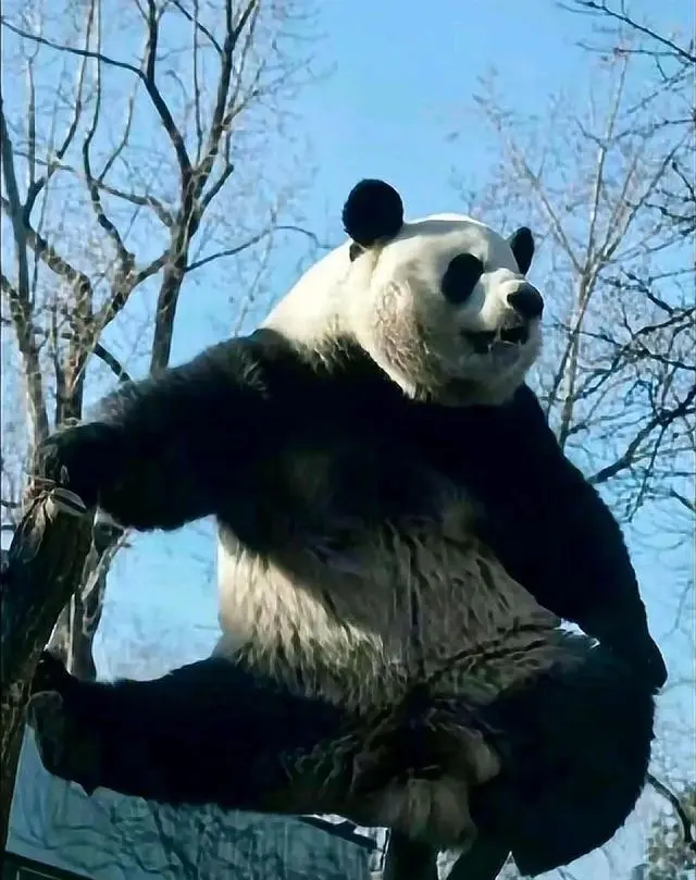 大熊猫萌兰生病事件 一般医生会如何为生病熊猫治疗